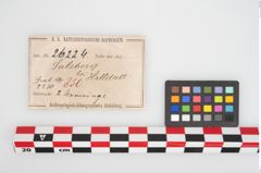Etikett zu Bronzedrahtarmreif (NHMW-PRAE-026224)